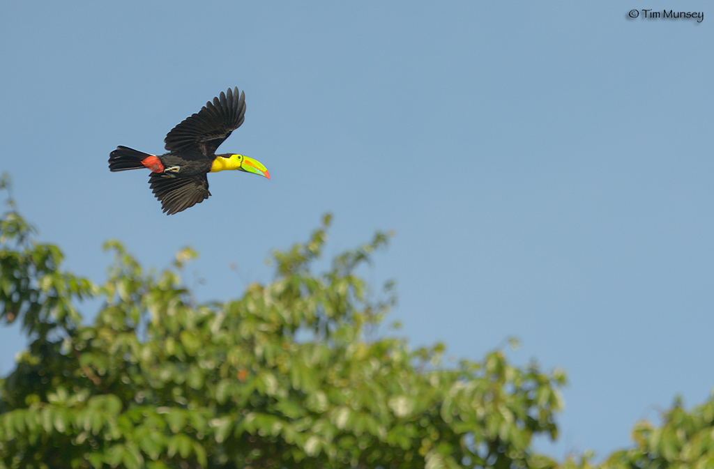 Keeled Tucan